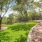a path through a park